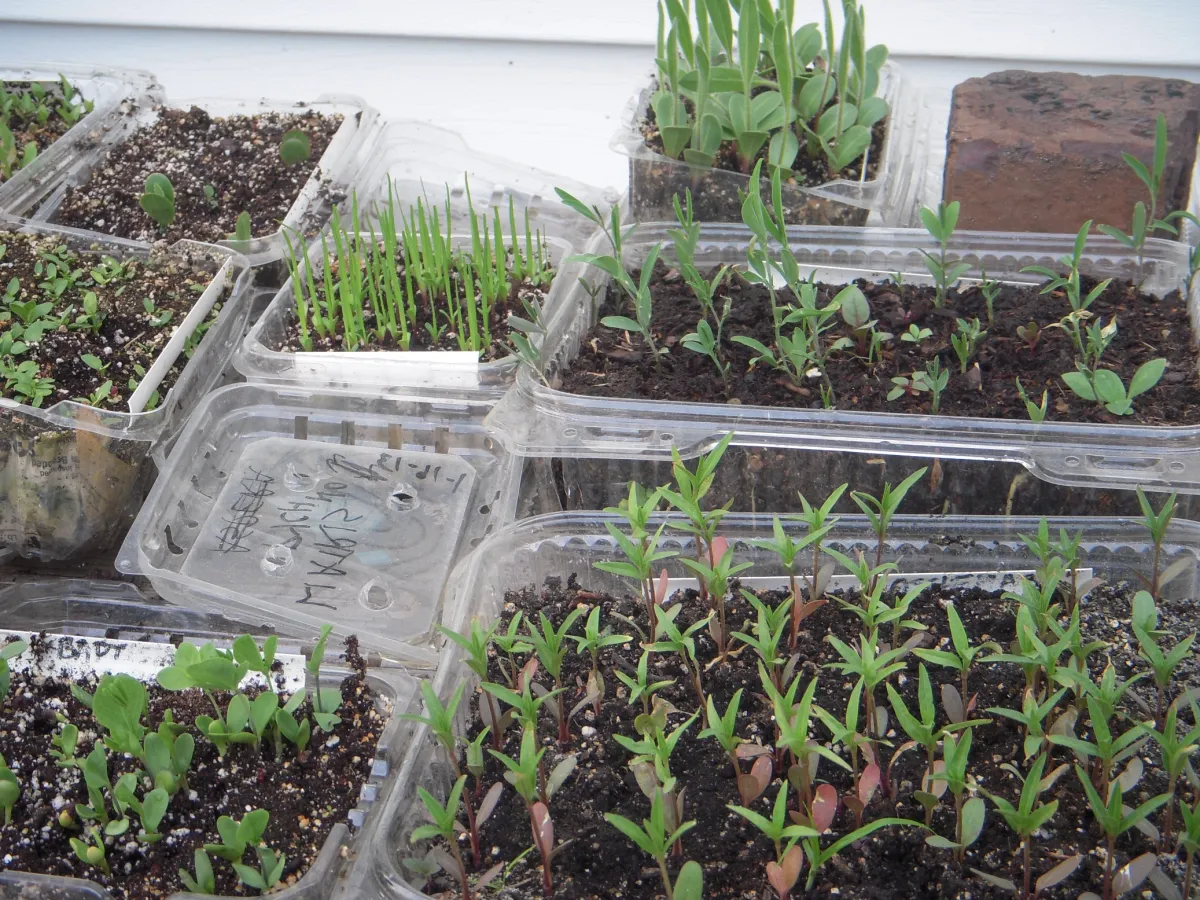 Why Winter Sowing