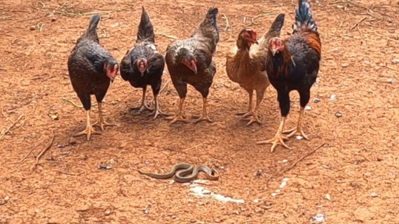 Can Chickens Eat Snakes