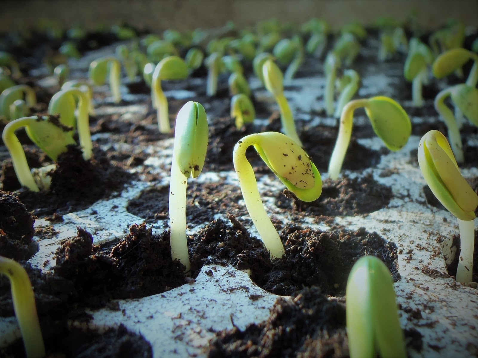 Sementes germinando