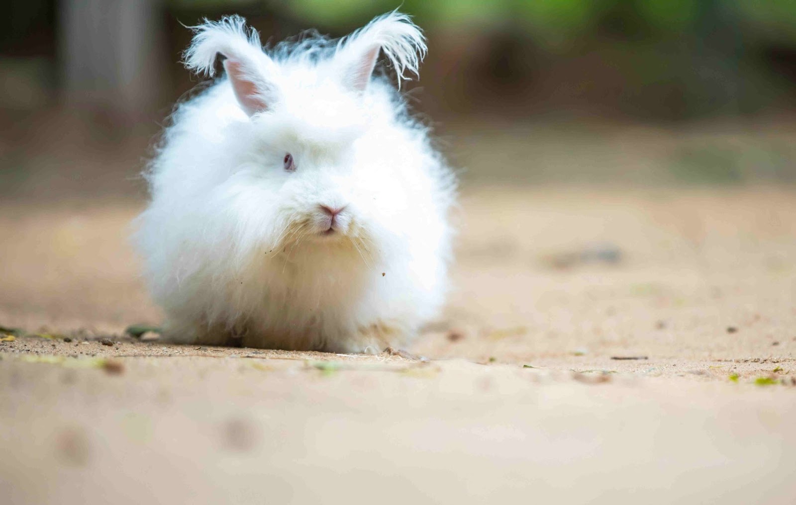 Angora rabbit