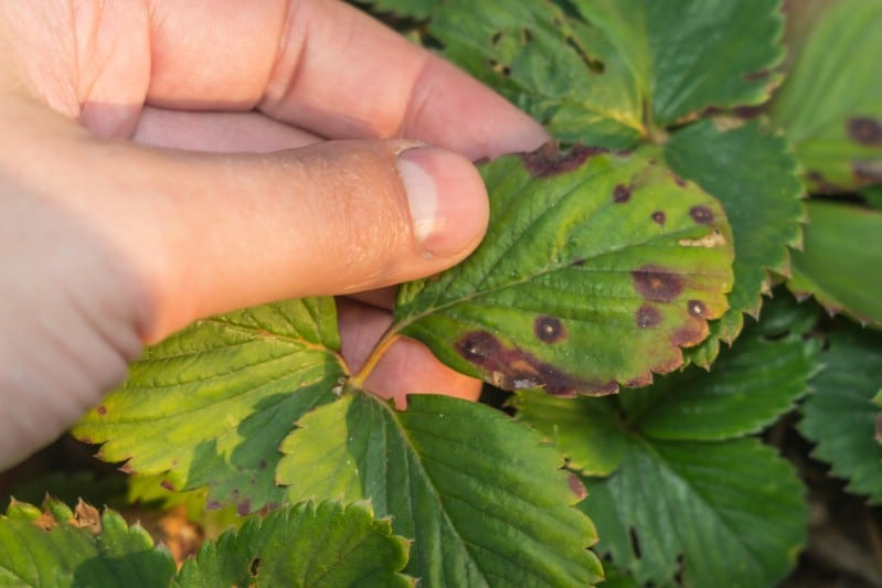 Solution: Remove infected plants and improve air circulation.