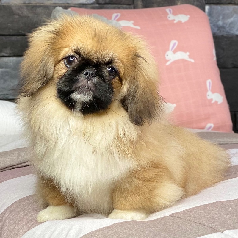 pekinese puppy breed