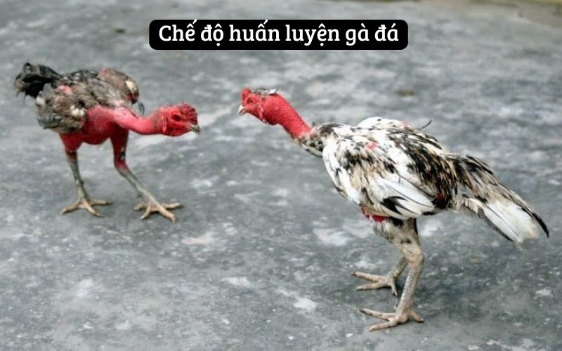 Chế độ huấn luyện gà đá