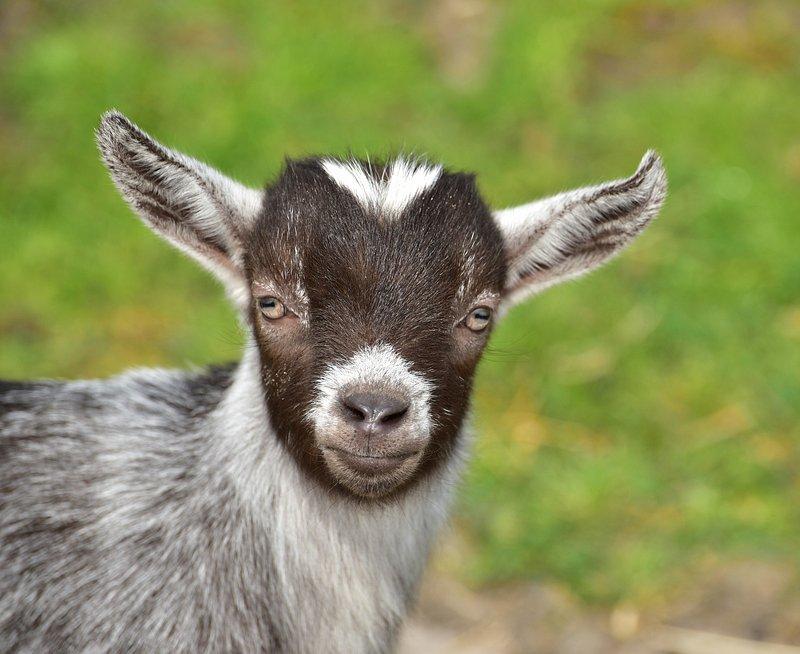 image of a goat