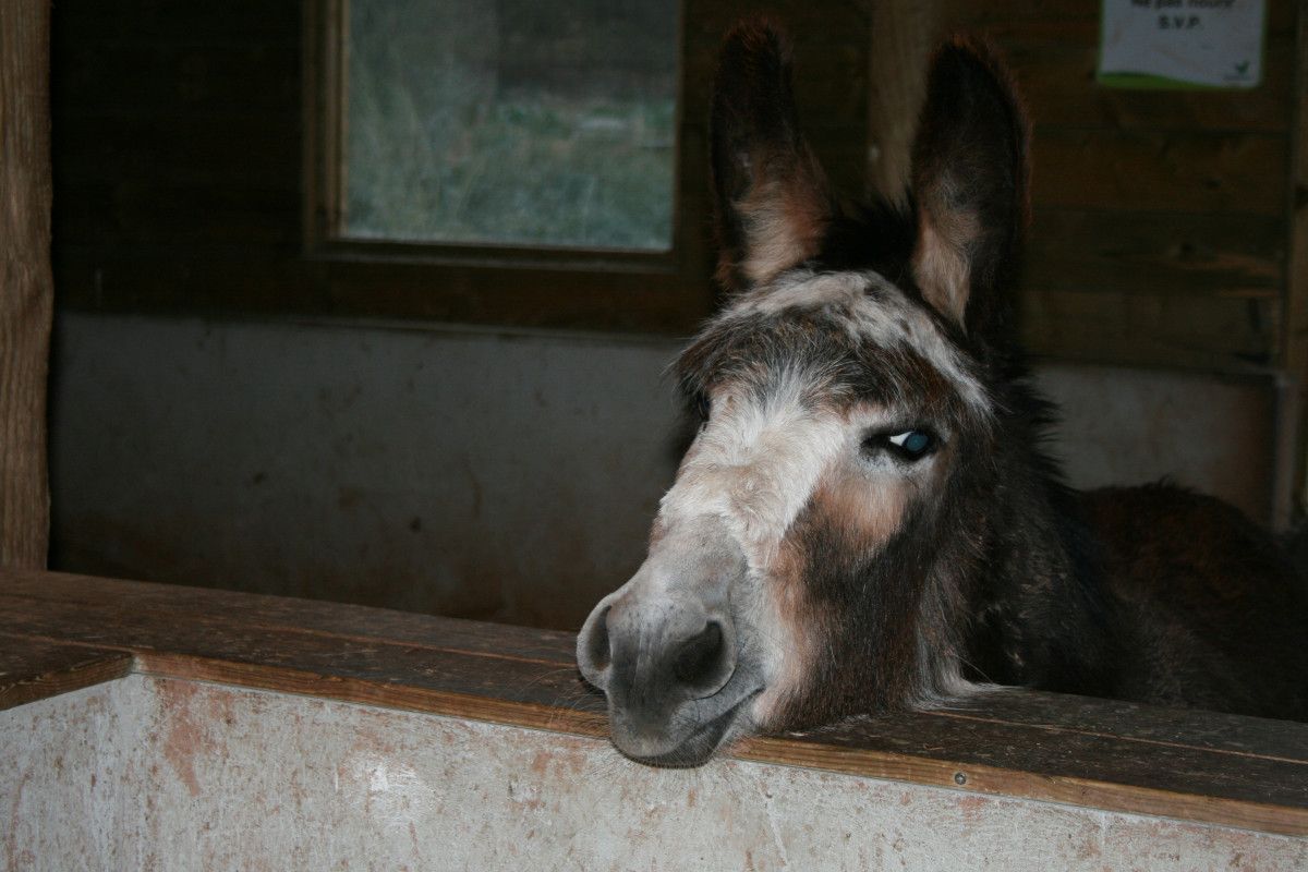 Common Donkey Dream Scenarios and Their Meanings