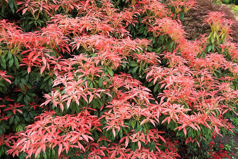 Japanese Andromeda (Pieris japonica)