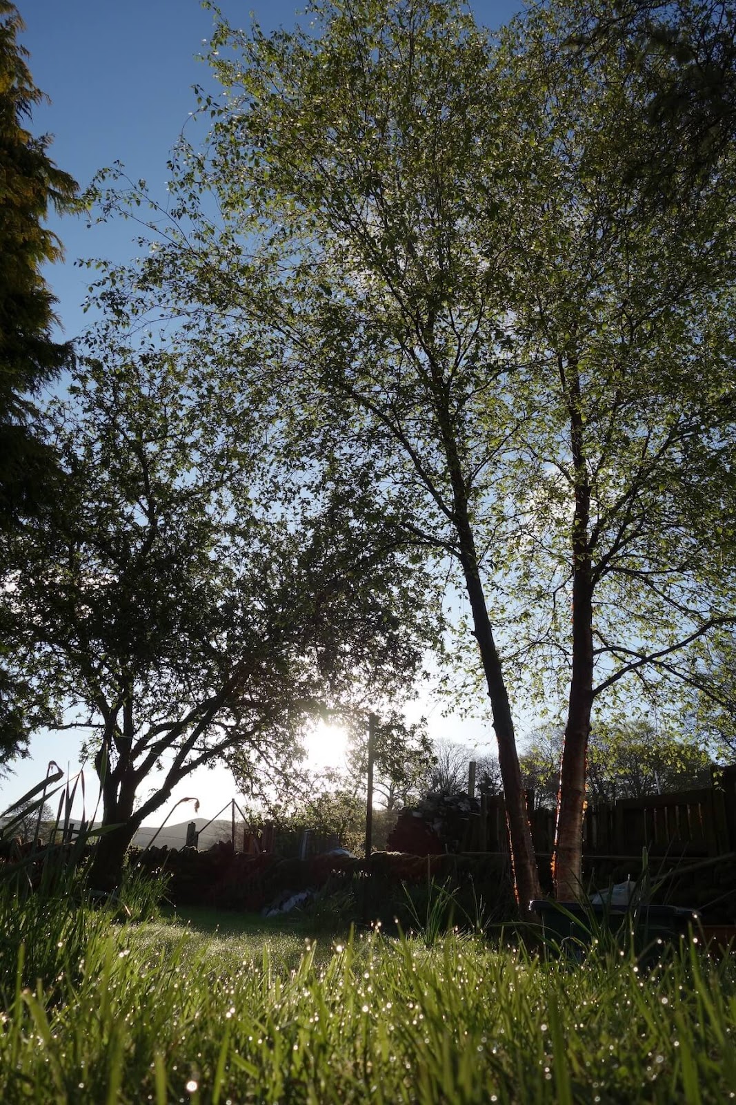 sunrise birch crab apple gaelle chassery.jpeg