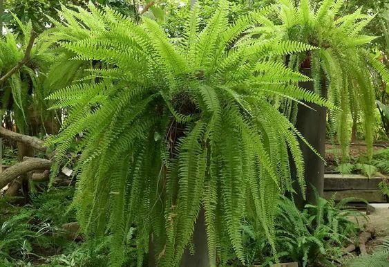 Fertilizer for Your Garden Fern 