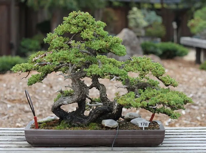 Tanaman hias depan rumah : bonsai