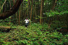 Japan's Aokigahara is a most popular site for suicide in Japan
