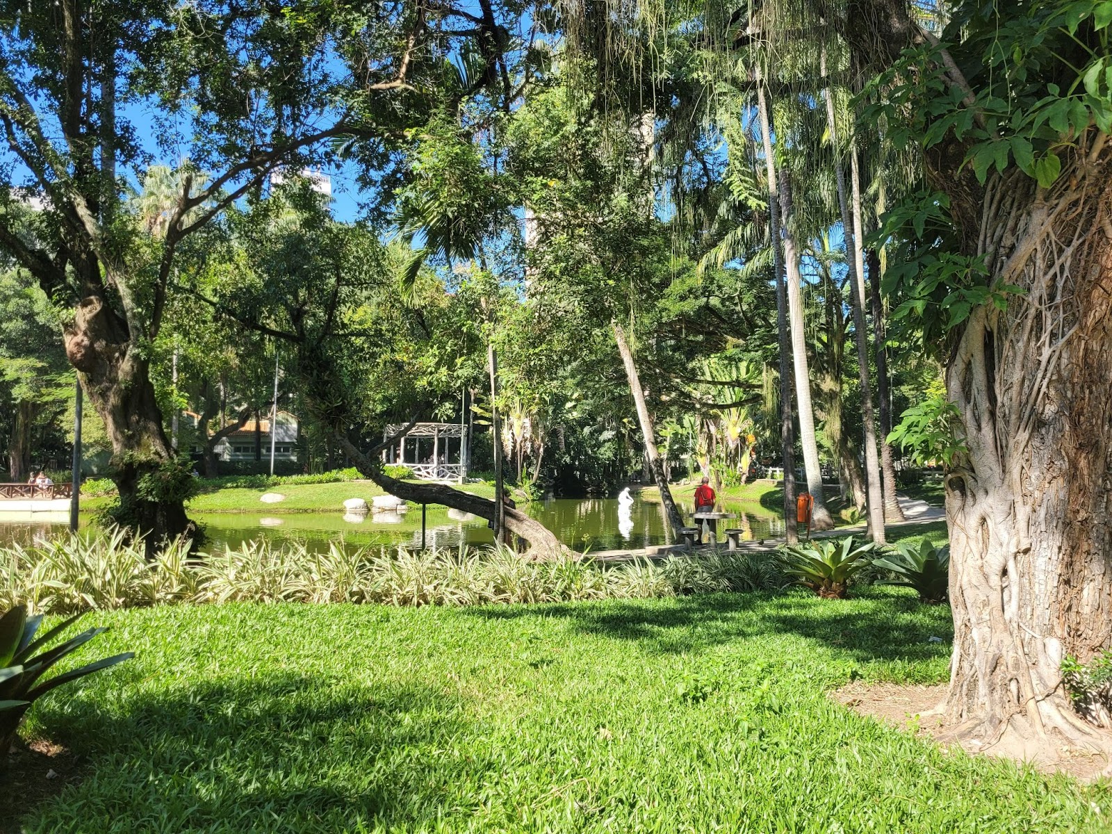 Parque com árvores de diferentes tamanhos e espécies no gramado de um parque, com lago ao fundo.