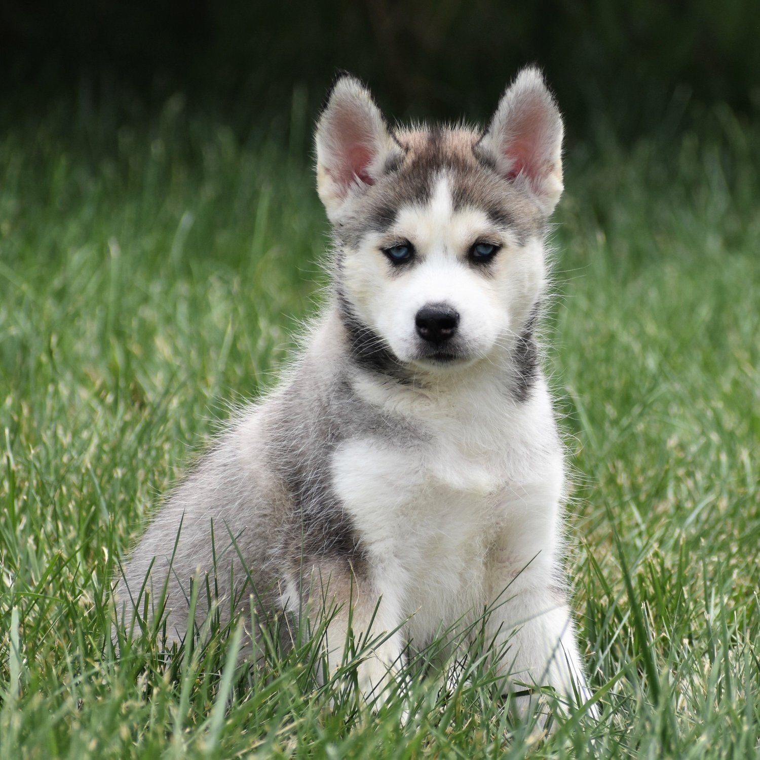 siberian husky puppy breed