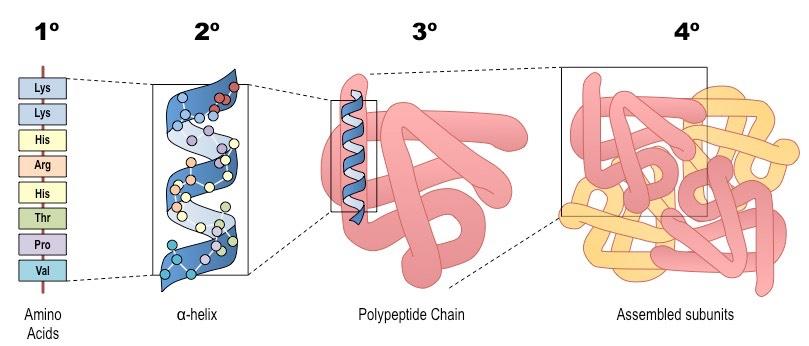 levels of protein structure