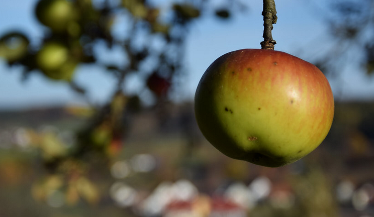 какие бывают болезни у яблонь 