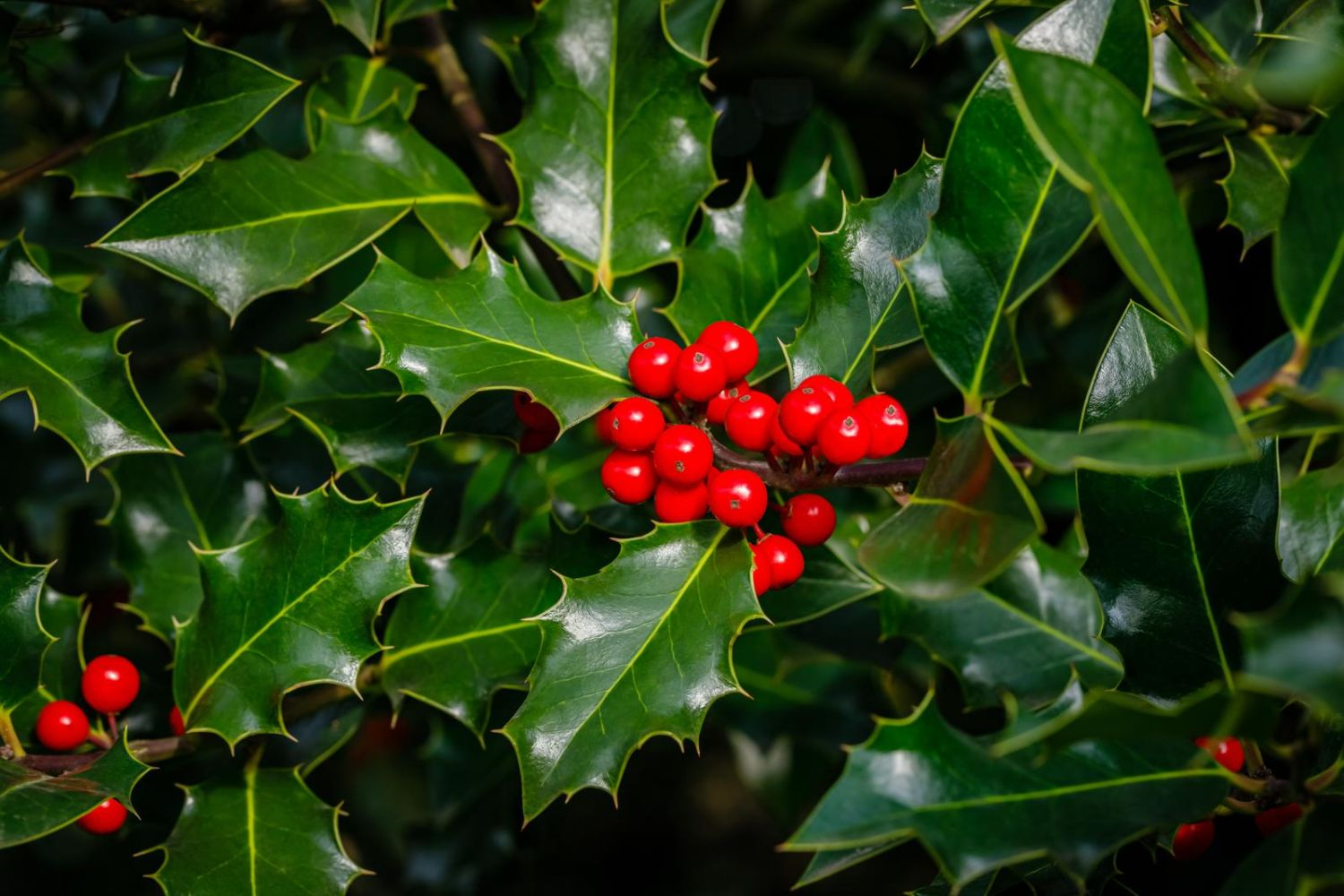 Holly (Ilex aquifolium)