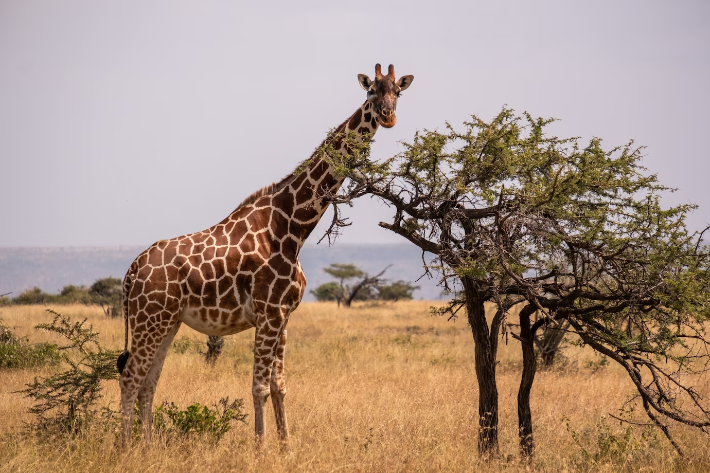 Curiosità sulla giraffa