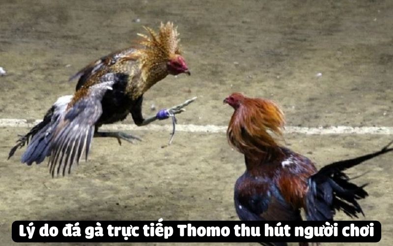 Lý do đá gà trực tiếp Thomo thu hút người chơi