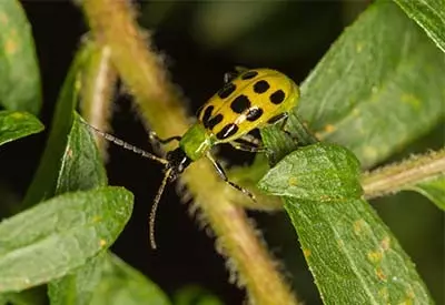 Protect cucumber plants against pests.