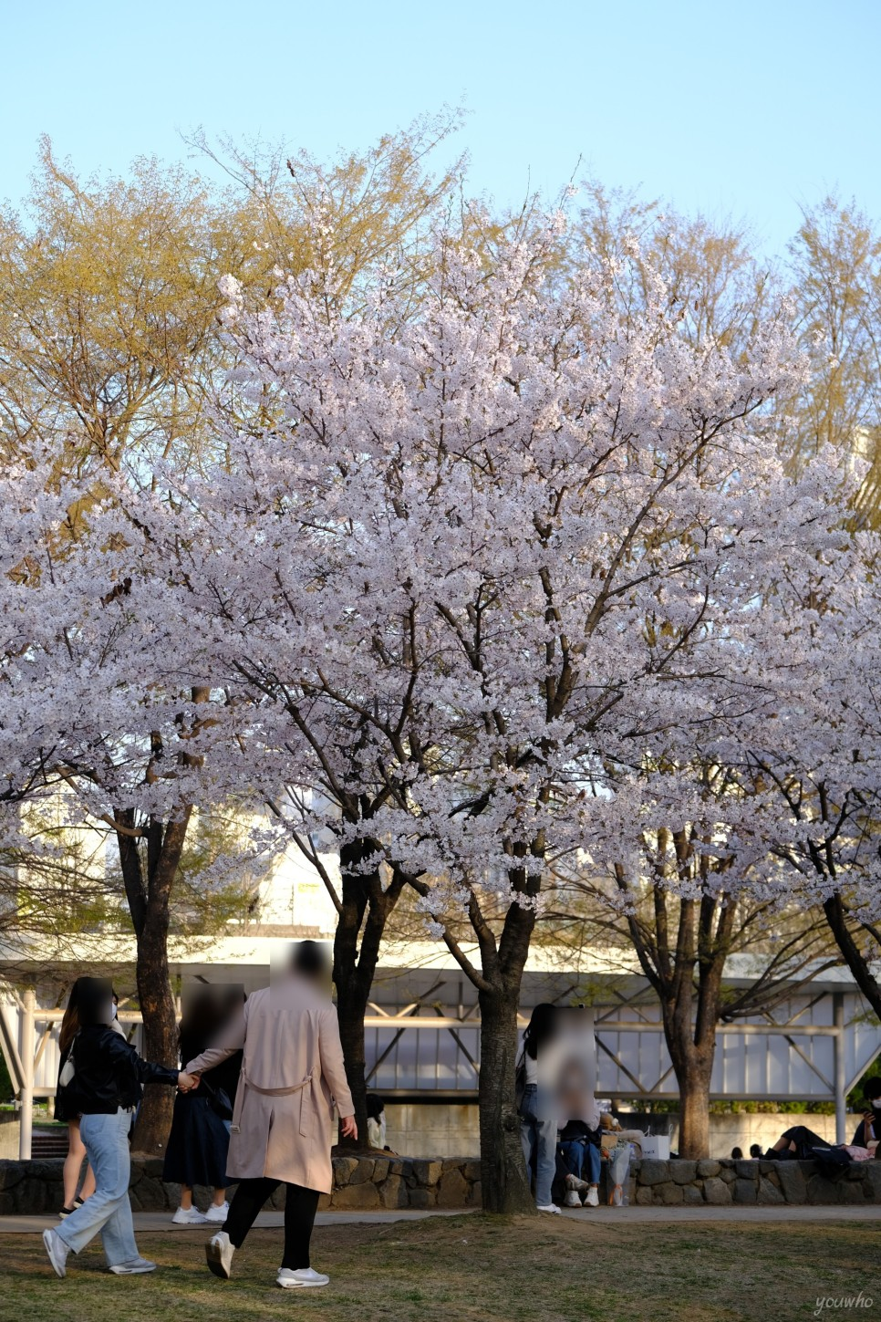 2024年4月に渡韓する人必見！桜が綺麗な観光地5選を紹介