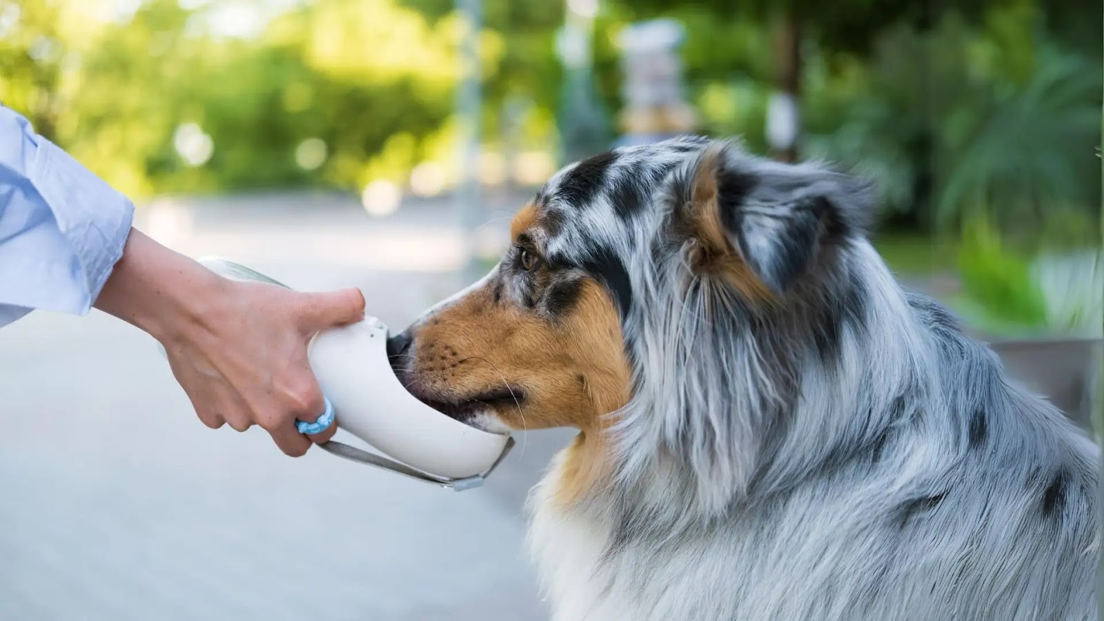 Pet Water Bottle