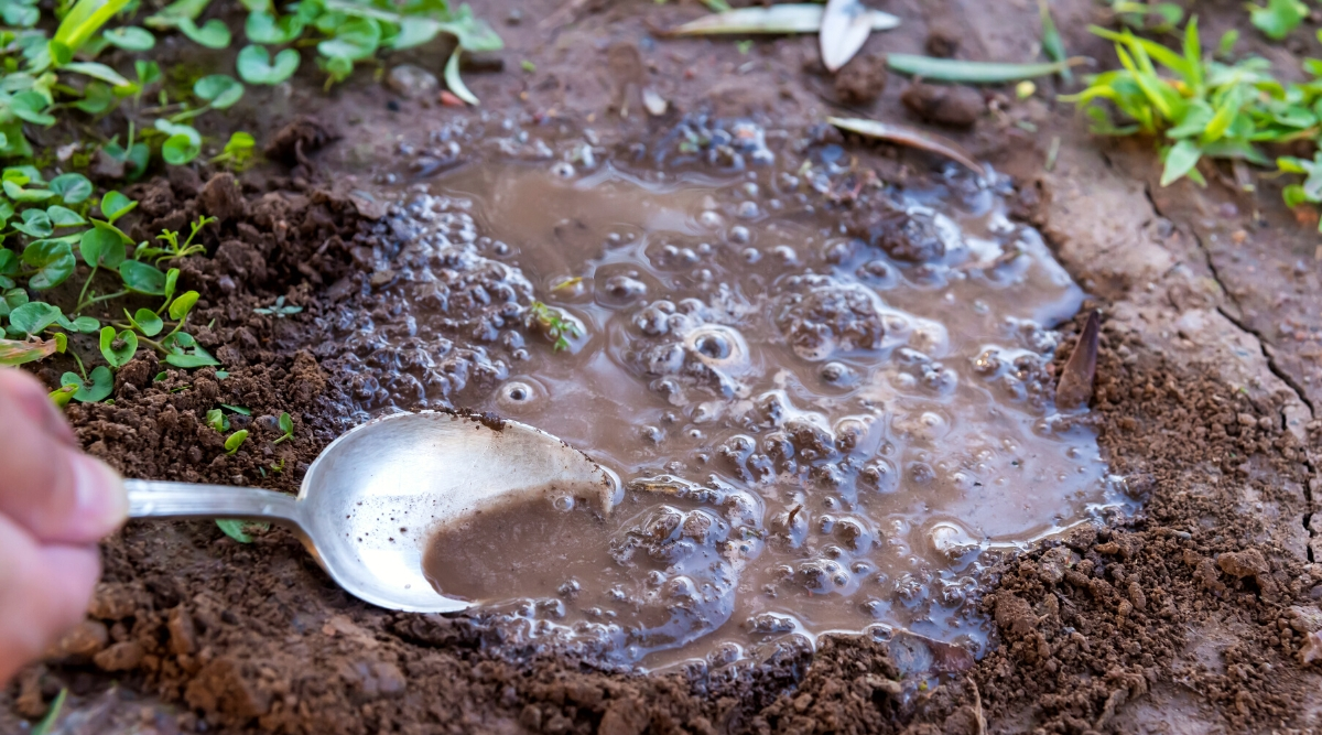 Gardening Strategies to Resolve Heavy Clay Soils with Poor Drainage