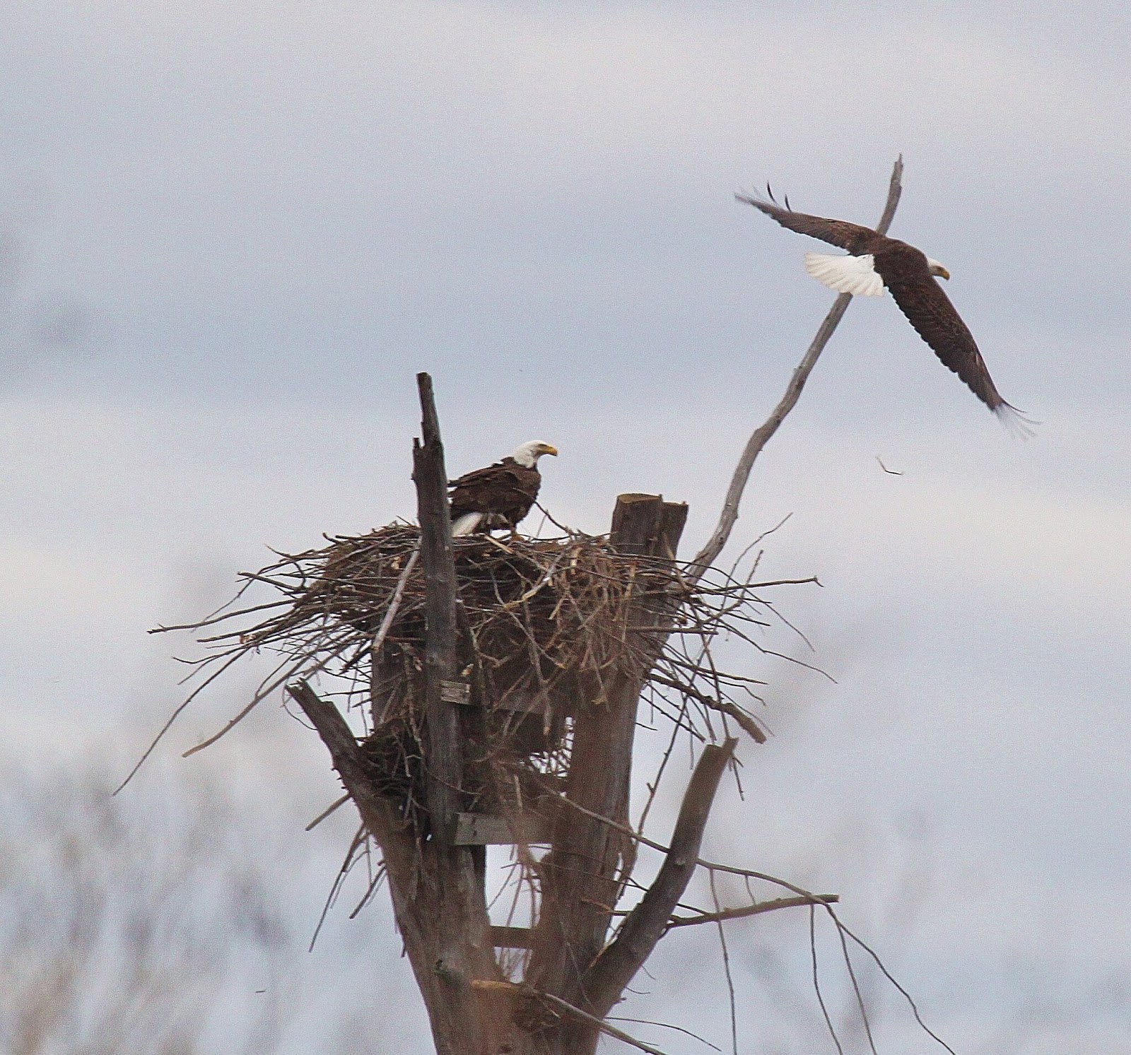 Female Bald Eagles Raising Chicks