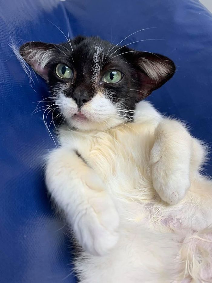 Almost Everyone Wants To Adopt This Very Special Kitty That Looks Like Baby Yoda