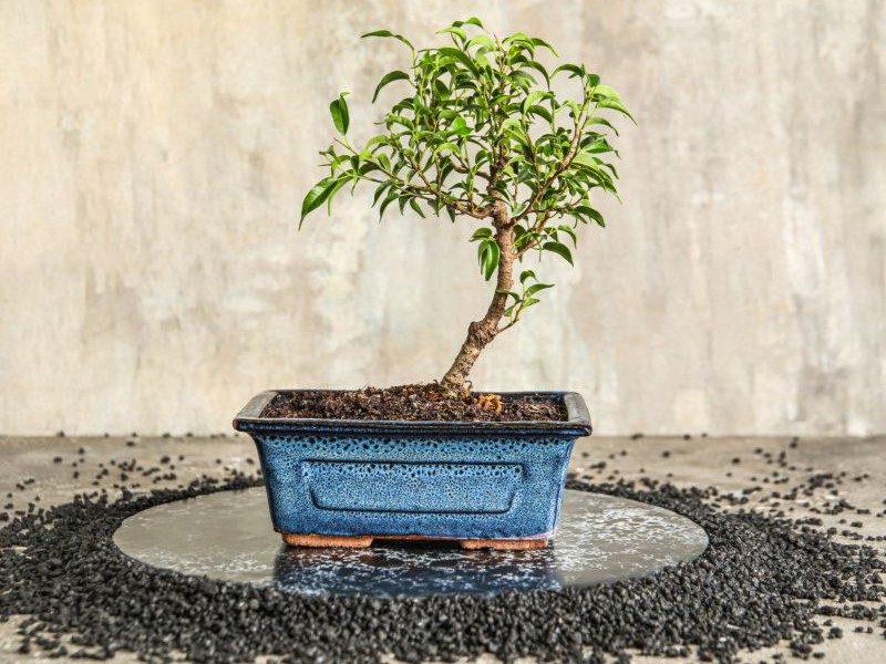 Bonsai tree with soil