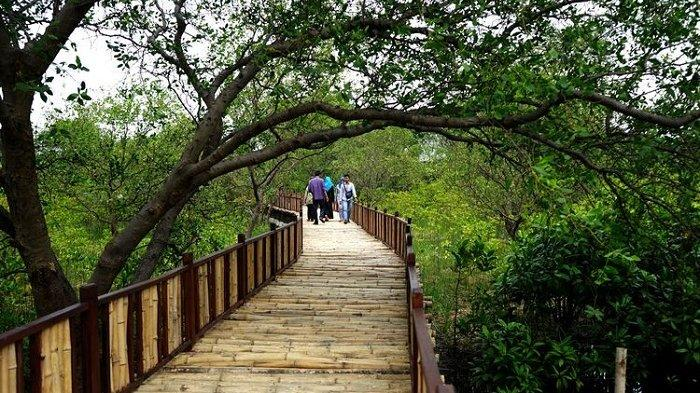 Jelajahi Keindahan Wisata Mangrove di Surabaya