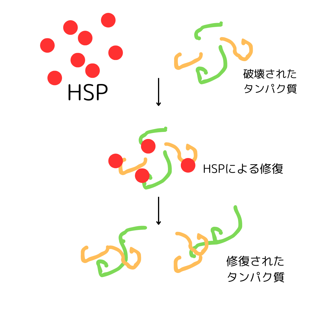 サウナによるHSP（ヒートショックプロテイン）の生成について
