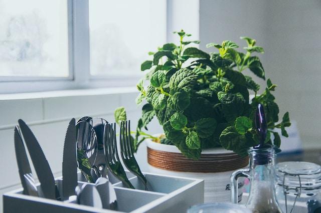 Just A Few Of the Houseplants That Will Thrive in Your Kitchen