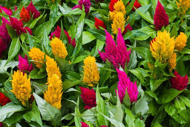 Celosia 