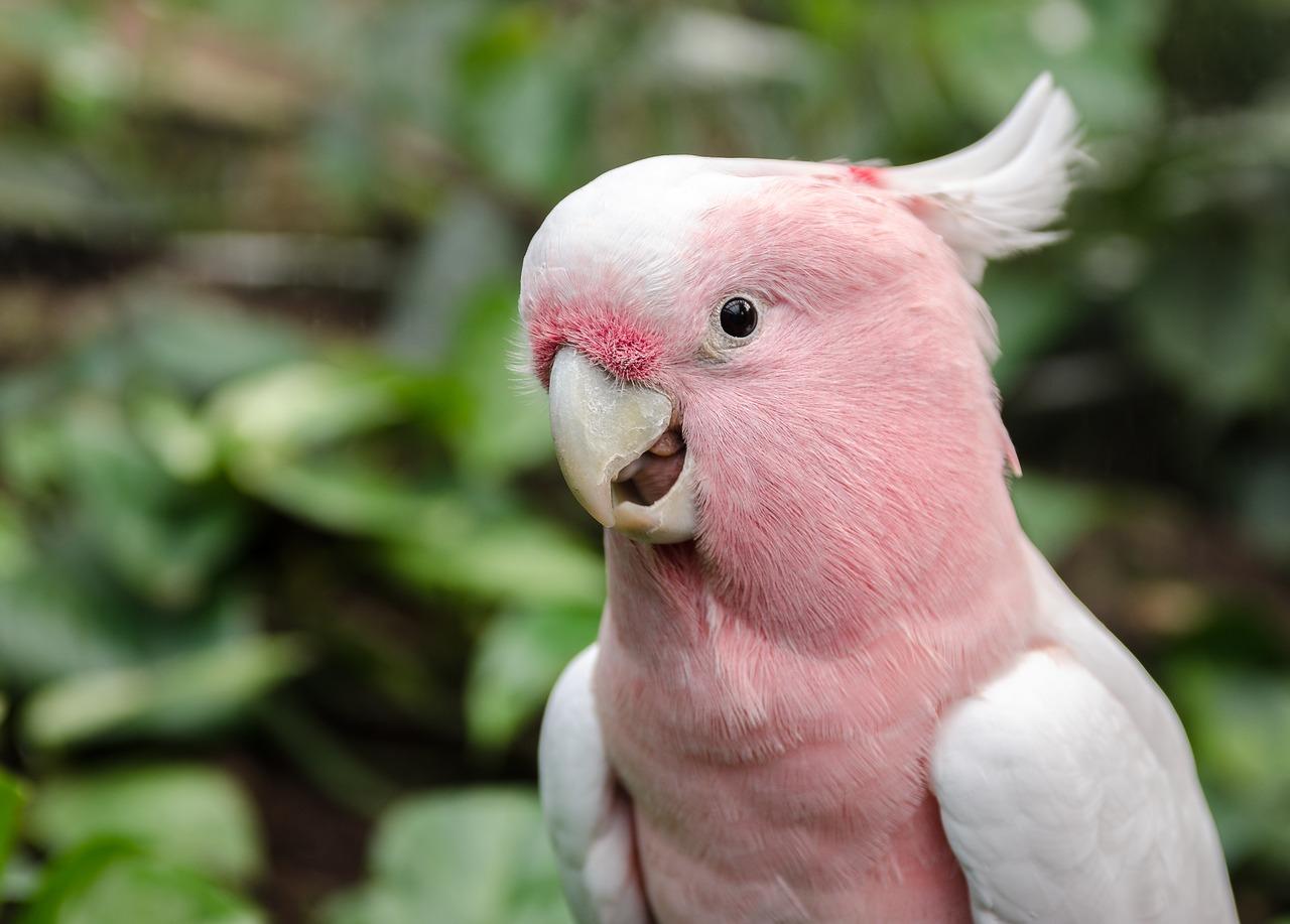 Pink Parrots For Sale