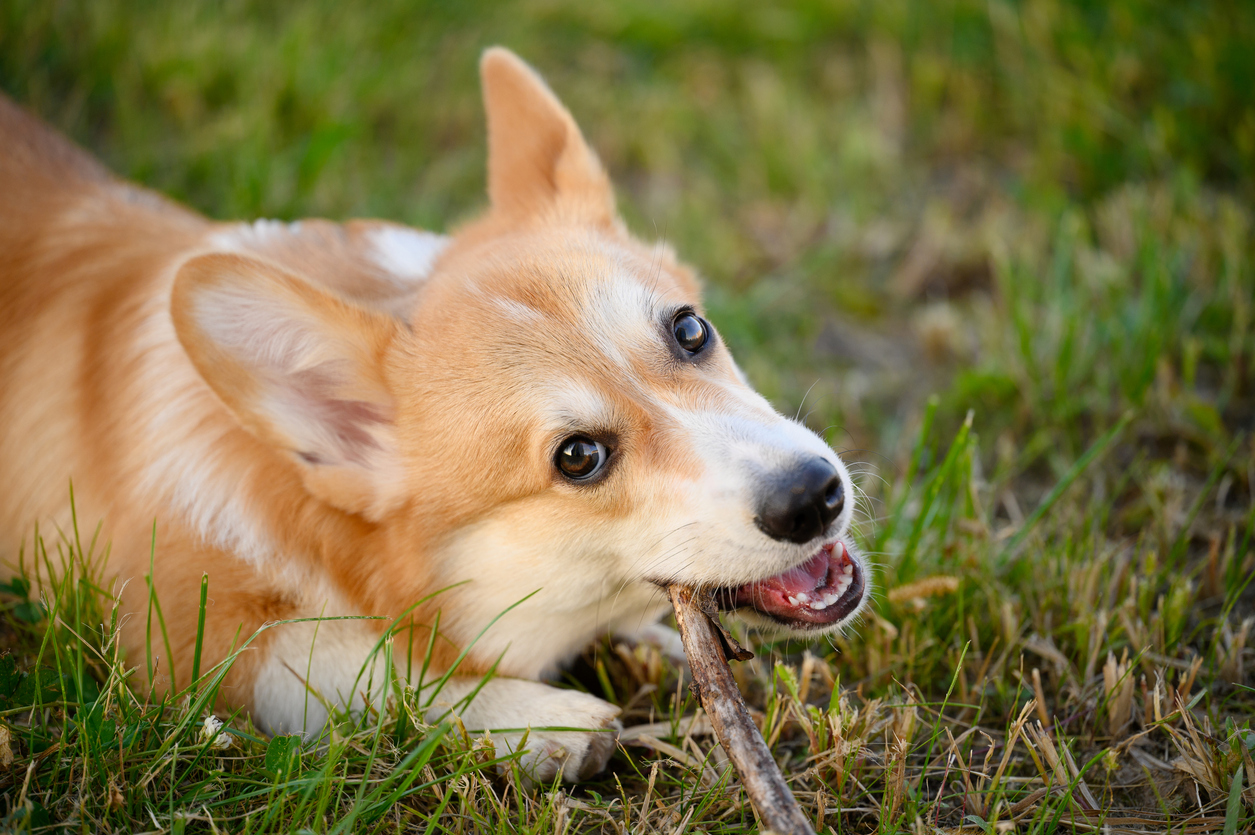 best dental chews for dogs & what to know