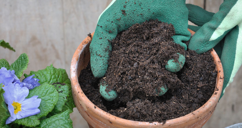 Can I Use Compost As Potting Soil?