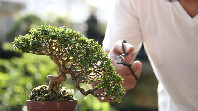 bonsai plant benefits