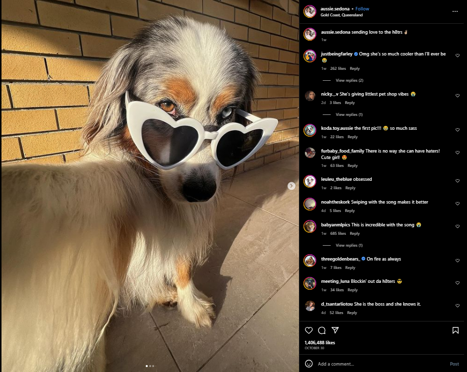 Pet Influencers - Types of Influencers