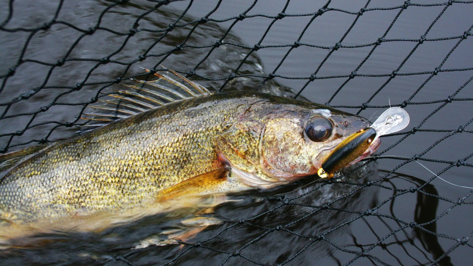 Walleye fish spawning season