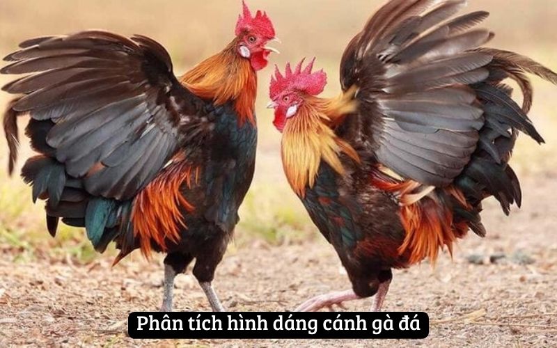 Phân tích hình dáng cánh gà đá