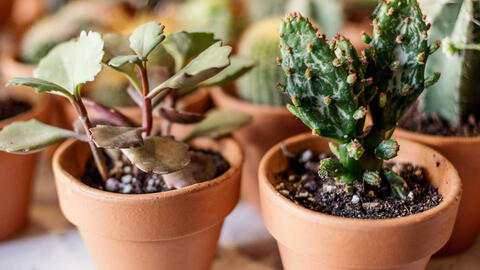 Prick succulents into individual pots