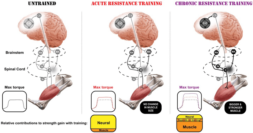 Strength TrAIning Dynamics Unveiled