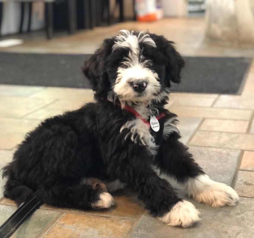 Bernedoodle
