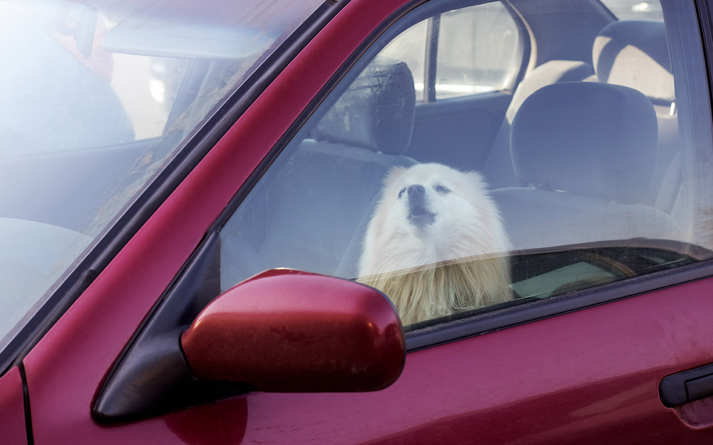 tesla dog mode enhances pet safety in cars