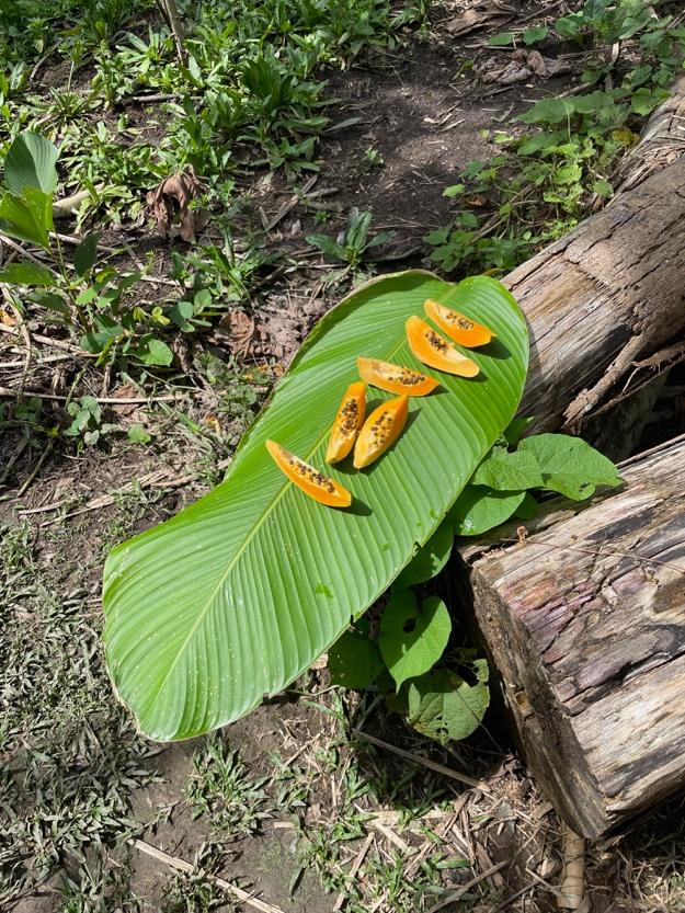 A leaf with fruit on it

Description automatically generated