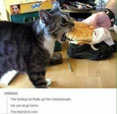 A cat biting a burger

Description automatically generated