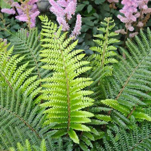 Soft Shield Fern 