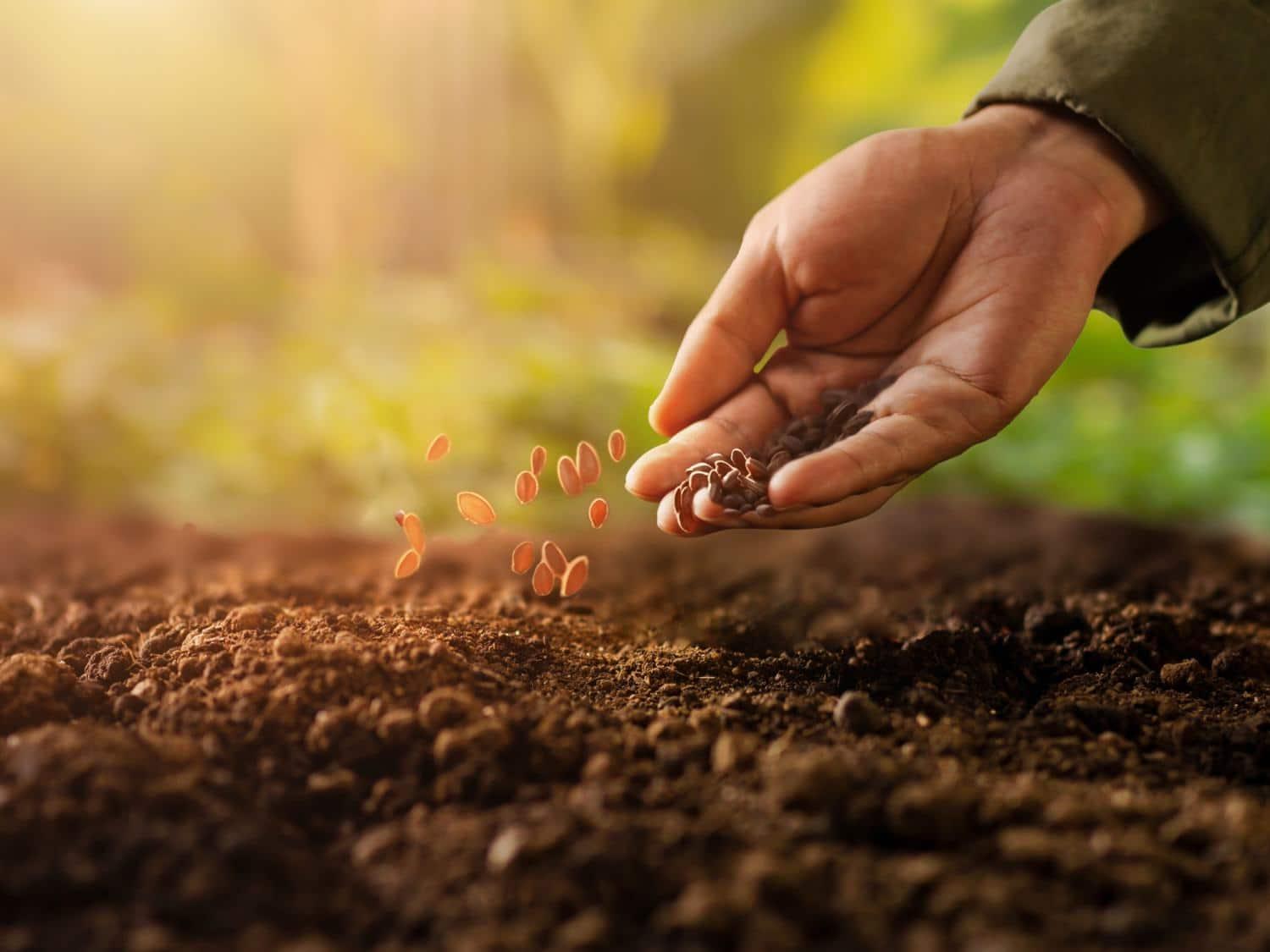 Direct sowing, sowing plants directly in the ground