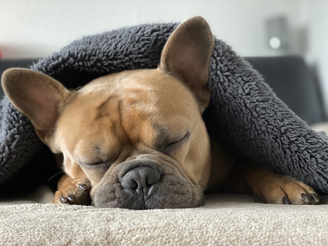 puppy sleeping a lot