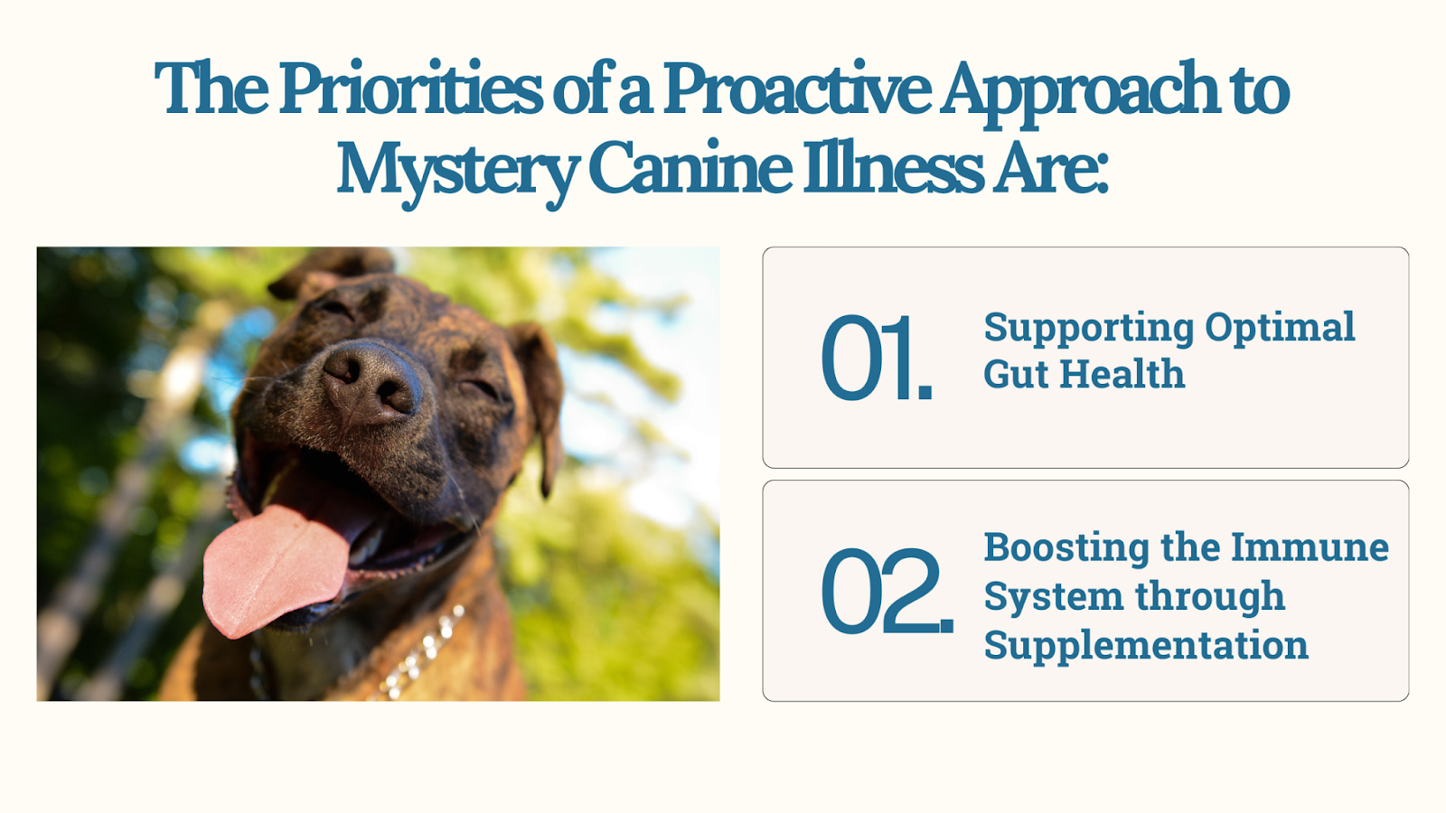 Proactive approach to mystery canine illness