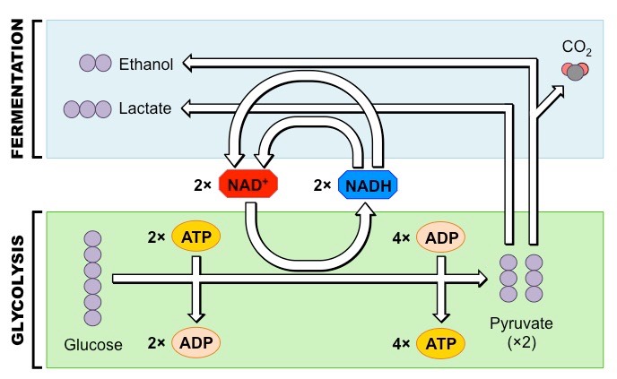 anaerobic respiration